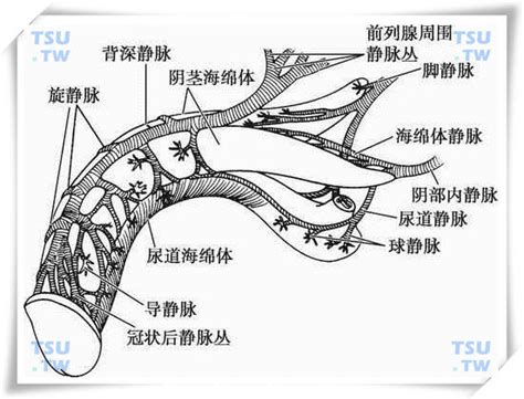 陰莖上|陰莖:解剖結構,組織學結構,兩種自然狀態,相關疾病與治療,